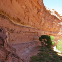 Great Gallery, Horseshoe Canyon Unit, Canyonlands National Park, Ut, 2015 Great Gallery, Horseshoe Canyon Unit, Canyonlands National Park, Ut, Vince Pitelka, 2015