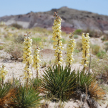 Blooming Yuccas, Caineville Wash, Capitol Reef National Park, UT, 2013 Blooming Yuccas, Caineville Wash, Capitol Reef National Park, UT, Vince PItelka, 2013