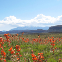 Small-Leaf Globemallow, Grand Gulch, Capitol Reef National Park, UT, 2015 - Tarantula Mesa on the right, Henry Mountains in the distance. Small-Leaf Globemallow, Grand Gulch, Capitol Reef National Park, UT, Vince Pitelka, 2015