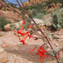 Scarlet Gilia, along the trail from Cedar Mesa Campground to Red Canyon, Capital Reef National Park, UT, 2015 Scarlet Gilia, along the trail from Cedar Mesa Campground to Red Canyon, Capital Reef National Park, UT, Vince Pitelka, 2015
