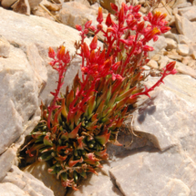 Dudleya Saxosa - "Live Forever," Aguereberry Point, Panamint Mountains, Death Valley National Park, 2011 Dudleya Saxosa, Aguereberry Point, Death Valley National Park, Vince Pitelka, 2011