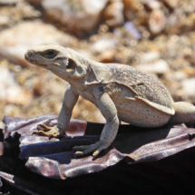 Friendly Chuckawalla, Chloride City, Funeral Mountains, Death Valley National Park, CA, 2016 Friendly Chuckawalla, Chloride City, Funeral Mountains, Death Valley National Park, CA, Vince Pitelka, 2016