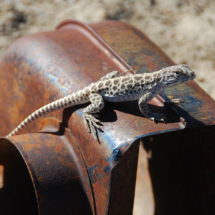 Obliging Lizard, Lost Burro Mine, Death Valley National Park, CA, 2012 Obliging Lizard, Lost Burro Mine, Death Valley National Park, CA, Vince Pitelka, 2012