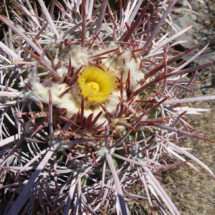 Spiny Barrel Cactus in Bloom, Ferocactus Acanthodes, Tucki Mine, Panamint Mountains, Death Valley National Park, 2016 Spiny Barrel Cactus in Bloom, Tucki Mine, Death Valley National Park, Vince Pitelka, 2016
