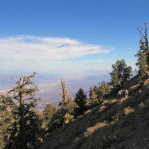 On the Trail, Bristlecone Pines on the Upper Slopes of Telescope Peak, Panamint Mountains, Death Valley National Park, 2002 On the Trail, Bristlecone Pines on Telescope Peak, Death Valley National Park, Vince Pitelka, 2002