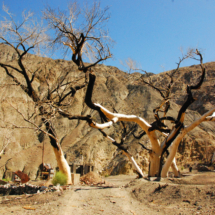 Burnt Ruins of Chris Wicht Camp, Suprise Canyon, Panamint Mountains, Death Valley National Park, 2010 Burnt Ruins of Chris Wicht Camp, Surprise Canyon, Death Valley National Park, Vince Pitelka, 2010