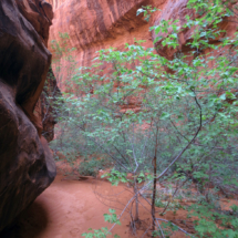 Neon Canyon below Golden Cathedral, Grand Staircase-Escalante National Monument, UT, 2015 Neon Canyon below Golden Cathedral, Grand Staircase-Escalante National Monument, UT, Vince Pitelka, 2015