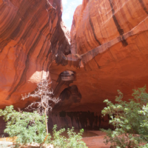 Golden Cathedral, Neon Canyon, Grand Staircase-Escalante National Monument, UT, 2015 Golden Cathedral, Neon Canyon, Grand Staircase-Escalante National Monument, UT, Vince Pitelka, 2015