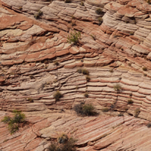 Patterns on Navajo Sandstone, Big Spencer Flat, Grand Staircase-Escalante National Monument, UT, 2018 Patterns on Navajo Sandstone, Big Spencer Flat, Grand Staircase-Escalante National Monument, UT, Vince Pitelka, 2018