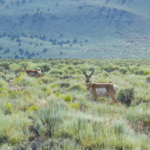 Hart Mountain Antelope Refuge, southeasten Oregon, 2014 Hart Mountain Antelope Refuge, southeasten Oregon, Vince Pitelka, 2014