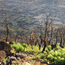 Slope Below Hat Creek Rim, One Year After Hat Creek Fire, Hat Creek, 2019 Slope Below Hat Creek Rim, One Year After Hat Creek Fire, Hat Creek, Vince Pitelka, 2019