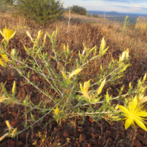 Giant Blazing Star, Whitney Butte Trail, Lava Beds National Monument, CA, 2015 Giant Blazing Star, Whitney Butte Trail, Lava Beds National Monument, CA, Vince Pitelka, 2015
