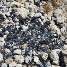 Knapping Site above Levi Strauss Cinder Mine, Medicine Lake Volcano, CA, 2013 - 150 years ago, Modoc Inidans sat here and knapped arrowheads. Knapping Site above Levi Strauss Cinder Mine, Medicine Lake Volcano, CA, Vince Pitelka, 2013