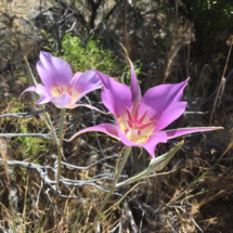 Mariposa Lilies, Whitney Butte Trail, Lava Beds National Monument, CA, 2017 Mariposa Lilies, Whitney Butte Trail, Lava Beds National Monument, CA, Vince Pitelka, 2017