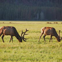 Bull Elk, Kawuneeche Valley, Rocky Mountain National Park, CO, 2008 Bull Elk, Kawuneeche Valley, Rocky Mountain National Park, CO, Vince Pitelka, 2008