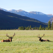 Bull Elk, Kawuneeche Valley, Rocky Mountain National Park, CO, 2008 Bull Elk, Kawuneeche Valley, Rocky Mountain National Park, CO, Vince Pitelka, 2008