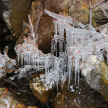 Ice on Foliage, Big Horn Creek, Red Mountain Pass, CO, 2009 Ice on Foliage, Big Horn Creek, Red Mountain Pass, CO, Vince Pitelka, 2009