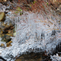Ice on Foliage, Big Horn Creek, Red Mountain Pass, CO, 2009 Ice on Foliage, Big Horn Creek, Red Mountain Pass, CO, Vince Pitelka, 2009