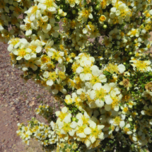 Cliff Rose, Flat Top Mountain, San Rafael Swell, UT, 2017 Cliff Rose, Flat Top Mountain, San Rafael Swell, UT, Vince Pitelka, 2017
