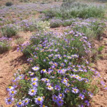 Hoary Aster, San Rafael Reef, UT, 2015 Hoary Aster, San Rafael Reef, UT, Vince Pitelka, 2015