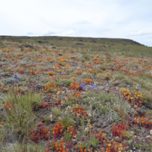 Dudleya Saxosa and other wildflowers at the crest of Steens Mountain, above timberline, southeastern Oregon, 2014. Dudleya Saxosa and Other Wildflowers, Steens Mountain, OR, Vince PItelka, 2014