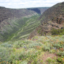 Little Blitzen Gorge from above, Steens Mountain, OR, 2014 Little Blitzen Gorge from above, Steens Mountain, OR, Vince Pitelka, 2014