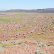 Sagebrush growing in rows revealing 10,000-year-old shorelines, Surprise Valley, CA, 2011 Sagebrush rows revealing 10,000-year-old shorelines, Surprise Valley, CA, Vince Pitelka, 2011