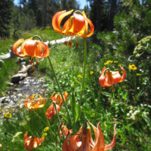 Leopard Lillies, Boulder Creek, Scott Mountains, CA, 2015 Leopard Lillies, Boulder Creek, Scott Mountains, CA, Vince Pitelka, 2015