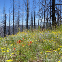 Wildflowers in Burn Zone, Big Ridge, Marble Mountain Wilderness, CA, 2016 Wildflowers in Burn Zone, Big Ridge, Marble Mountain Wilderness, CA, Vince Pitelka, 2016