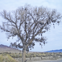 Shoe Tree, US-50 west of Fallon, NV, 2007 Shoe Tree, US-50 west of Fallon, NV, Vince Pitelka, 2007