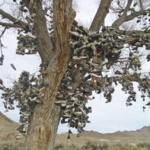 Shoe Tree, US-50 west of Fallon, NV, 2007 Shoe Tree, US-50 west of Fallon, NV, Vince Pitelka, 2007
