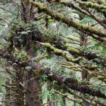Hobbitt Forest, Washburn State Park, OR, 2008 Hobbitt Forest, Washburn State Park, OR, Vince Pitelka, 2009