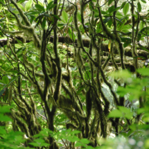 Hobbitt Forest, Washburn State Park, OR, 2009 Hobbitt Forest, Washburn State Park, OR, Vince Pitelka, 2009