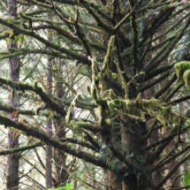Hobbitt Forest, Washburn State Park, OR, 2009 Hobbitt Forest, Washburn State Park, OR, Vince Pitelka, 2009