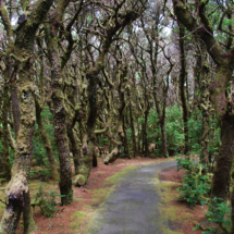 Hobbitt Forest, Washburn State Park, OR, 2009 Hobbitt Forest, Washburn State Park, OR, Vince Pitelka, 2009