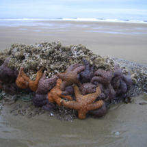 Starfish Orgy, Washburn State Park, OR, 2008 Starfish Orgy, Washburn State Park, OR, Vince Pitelka, 2008
