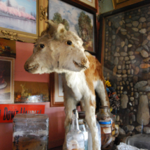 Two-headed calf. I don't want to know what's in those bottles, World's Wonder View Tower, Genoa, Colorado Two-Headed Calf, Worlds Wonderview Tower, Genoa, CO, Vince Pitelka