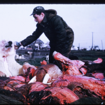 53, August - Barrow, butchering walrus and polar bear Walrus and Polar Bear Harvesting by Indigenous People near Point Barrow, AK, 1953, photo by Frank Pitelka