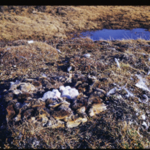 53, June 26 - Snowy owl nest, south of AACS Snowy Owl Nest with Chicks, Surrounded by Lemming Carcasses, near Point Barrow, AK, 1953, photo by Frank Pitelka