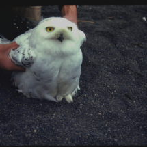 53, June - Snowy owl at ARL Snowy Owl, NARL, Point Barrow, AK, 1953, photo by Frank Pitelka