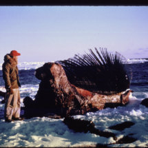 53, May 21 - Barrow, abandoned balien on edge of sea ice Frank Pitelka and Abandoned Baleen Whale Carcass on Sea Ice, near Point Barrow, AK, 1953