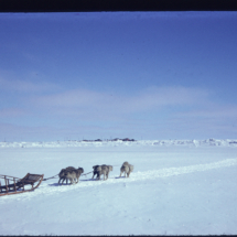 53, May 29 - enroute to whale camp Dogsled Trip En Route to Whale Camp, near Point Barrow, AK, 1953, photo by Frank Pitelka