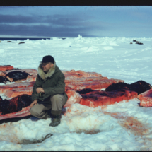 53, May 29 - whale camp 12, FAP Frank Pitelka among Whale Meat during Whale Harvest by Indigenous People near Point Barrow, AK, 1953