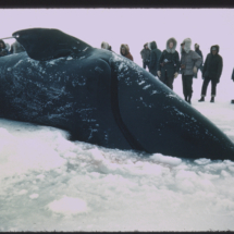 53, May 29 - whale camp-2 Whale Harvesting by Indigenous People near Point Barrow, AK, 1953, photo by Frank Pitelka