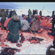 53, May 29 - whale camp-8 Whale Harvesting by Indigenous People near Point Barrow, AK, 1955, photo by Frank Pitelka