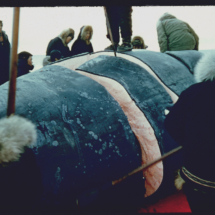 55 - Alaska, whaling-2 Whale Harvesting by Indigenous People near Point Barrow, AK, 1955, photo by Frank Pitelka