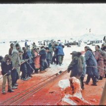 55 - Alaska, whaling Whale Harvesting by Indigenous People near Point Barrow, AK, 1955, photo by Frank Pitelka