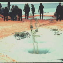 55 - Alaska, whaling-4 Whale Harvesting by Indigenous People near Point Barrow, AK, 1955, photo by Frank Pitelka