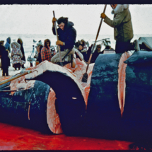 55 - Alaska, whaling-9 Whale Harvesting by Indigenous People near Point Barrow, AK, 1955, photo by Frank Pitelka