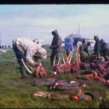 55 - Butchering walruses, Wainwright Walrus Hunt, Wainwright, AK, 1955, photo by Frank Pitelka